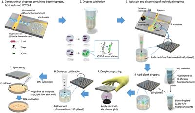 Water-in-oil droplet-mediated method for detecting and isolating infectious bacteriophage particles via fluorescent staining